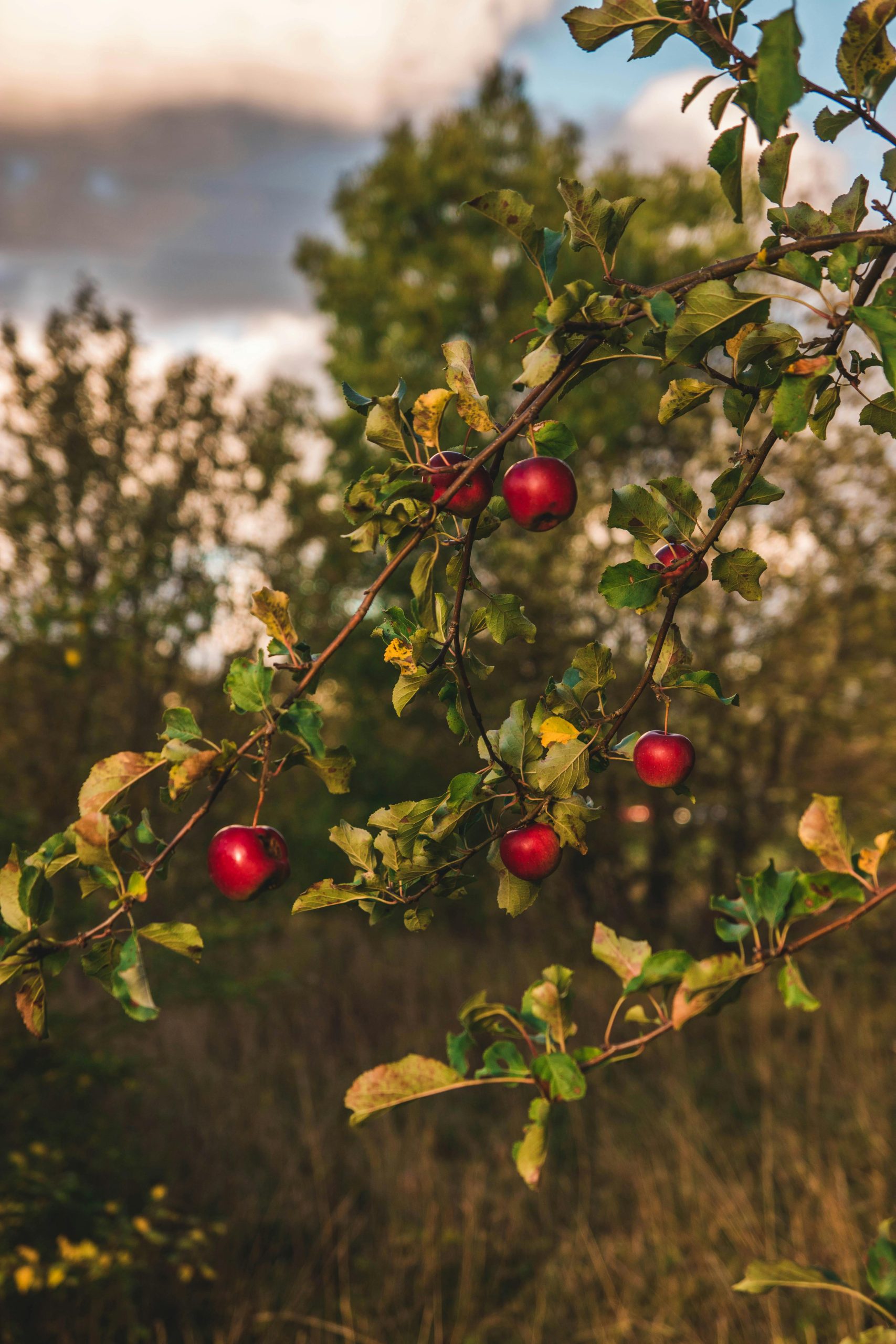 Vibrant red apples hanging on a tree in a serene autumn setting, perfect for nature themes.