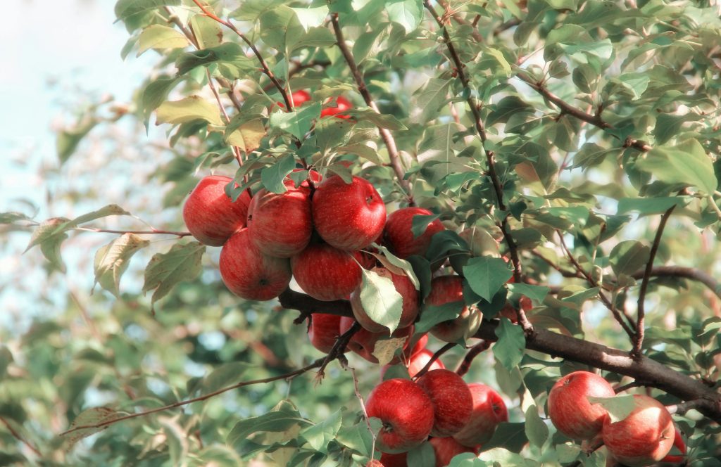 pexels-photo-635705-635705 A cluster of ripe red apples growing on a tree branch in the orchard, showcasing their vibrant color and natural beauty.